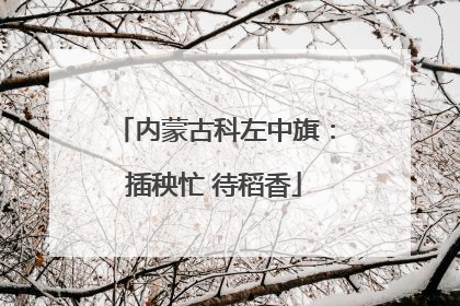内蒙古科左中旗：插秧忙 待稻香